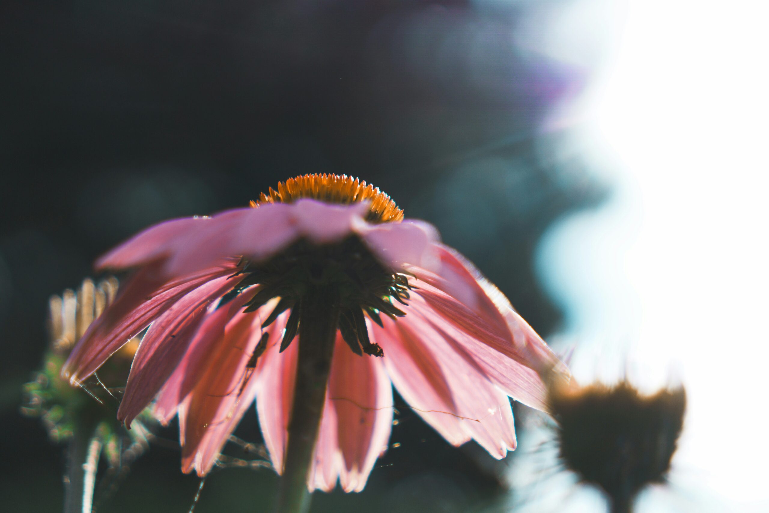 🌞 The Summer We’ll Never Get Back: Savoring the Season Before It Slips Away